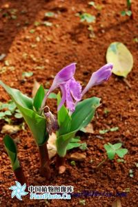 滇象牙參 滇象牙參