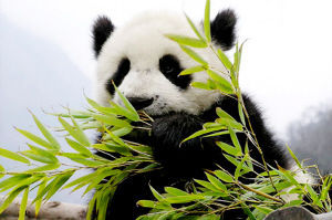 動物年夜飯 動物年夜飯