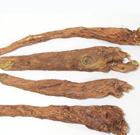 Scutellaria baicalensis