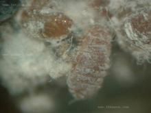 鱗球莖莖線蟲 鱗球莖莖線蟲