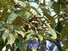 窿緣桉葉 窿緣桉葉