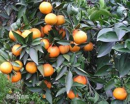 清見柑橘 清見柑橘