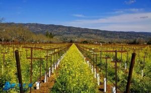 家庭農場[農業經營形式]