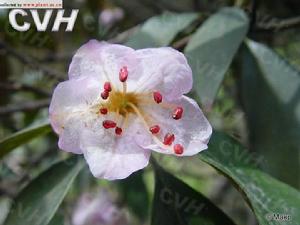 紅棕杜鵑 紅棕杜鵑