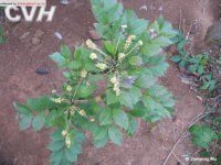 亮葉十大功勞 亮葉十大功勞