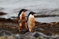 阿德利企鵝屬 阿德利企鵝屬