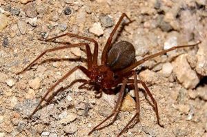 小提琴蜘蛛 小提琴蜘蛛