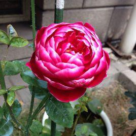 瑪麗玫瑰 瑪麗玫瑰