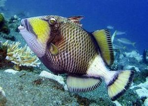 褐擬鱗魨 褐擬鱗魨