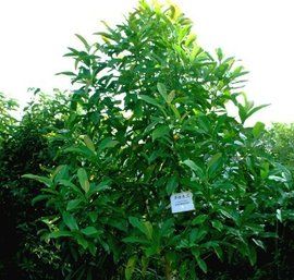 單性木蘭 單性木蘭