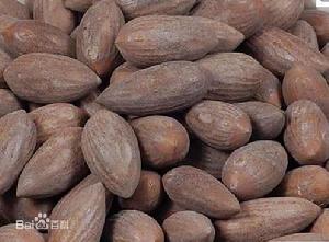 榧子[紅豆杉科榧樹屬植物]