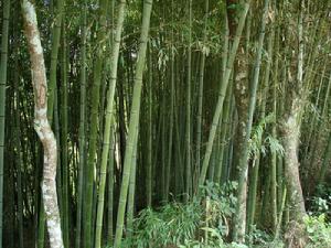 龍家營自然村[雲南保山騰衝縣北海鄉新樂村委龍家營自然村]