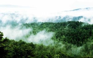 阿廷河林場 阿廷河林場