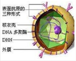 B肝抗體 B肝抗體