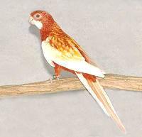 金披鳳玫瑰鸚鵡 金披鳳玫瑰鸚鵡