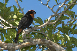 波多黎各牛雀 波多黎各牛雀