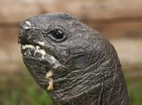 亞達伯拉象龜