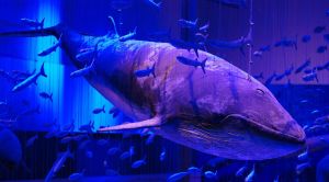 深藍的海洋 深藍的海洋