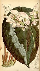 瓜葉秋海棠 瓜葉秋海棠