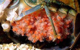 澳洲淡水龍蝦