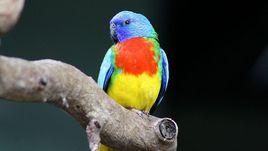 鮮紅胸鸚鵡 鮮紅胸鸚鵡