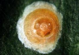 腎圓盾蚧 腎圓盾蚧