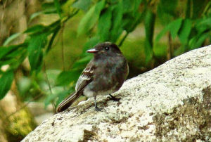 亞馬遜黑霸鶲 亞馬遜黑霸鶲