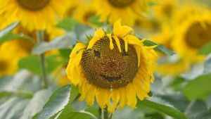 向日葵主題公園