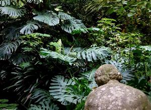 龜背竹屬 龜背竹屬