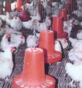 Chahar Right Front Banner