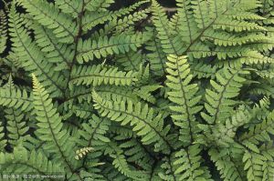 耳狀蹄蓋蕨組 耳狀蹄蓋蕨組