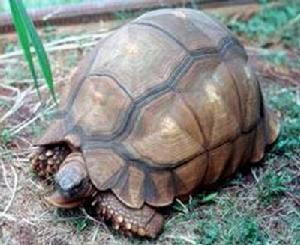 馬達加斯加陸龜