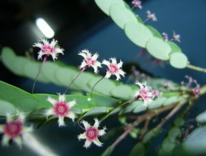 雲桂葉下珠 雲桂葉下珠