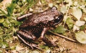 利川齒蟾 利川齒蟾