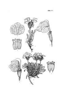 宿葉馬先蒿 宿葉馬先蒿