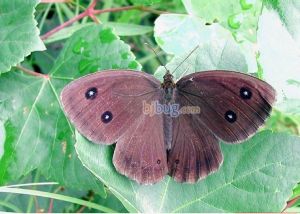 蛇眼蝶