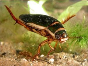 日本端毛龍虱 日本端毛龍虱