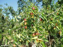 杜村[山西省平遙縣中都鄉杜村]