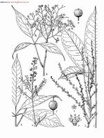 穗序鵝掌柴 穗序鵝掌柴