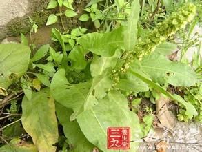 西藏酸模 西藏酸模