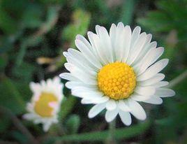 瑪格麗特木春菊 瑪格麗特木春菊