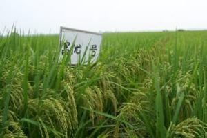 富優1號水稻 富優1號水稻