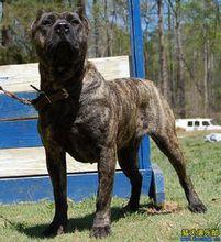 西班牙加納利犬