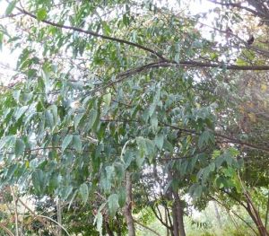 尖葉桂櫻 尖葉桂櫻