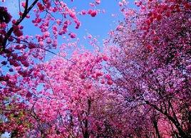 圓通山櫻花節 圓通山櫻花節