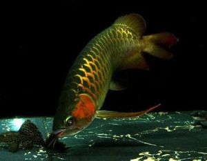 中華金龍魚 中華金龍魚