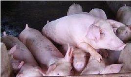 毒奶粉餵豬事件 毒奶粉餵豬事件