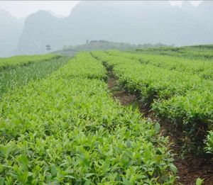 福雲6號 福雲6號