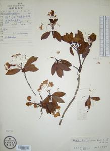 白面杜鵑 白面杜鵑