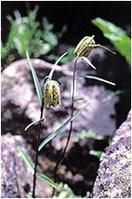 康定貝母 康定貝母